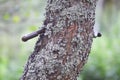 A weathered iron hook protrudes from a rough tree surface Royalty Free Stock Photo