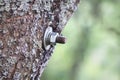 A weathered iron hook protrudes from a rough tree surface Royalty Free Stock Photo