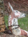 Weathered Lawn Ornament or Statue of a Deer Chained to a Tree with a Rusty Chain and Padlock