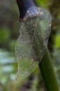 Weathered leaf with reticulate venation