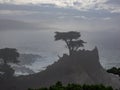 Weathered Monterey Cypress trees at the coast