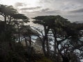 Weathered Monterey Cypress trees at the coast