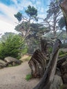 Weathered Monterey Cypress trees at the coast