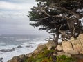 Weathered Monterey Cypress trees at the coast