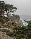 Weathered Monterey Cypress trees at the coast