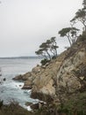 Weathered Monterey Cypress trees at the coast