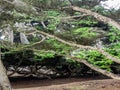 Weathered Monterey Cypress trees