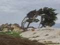 Weathered Monterey Cypress trees