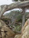 Weathered Monterey Cypress trees