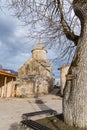 A Weathered Oak Tree With Rough Texture Stands Tall in Hagharts Monastery Royalty Free Stock Photo