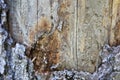 Weathered old cracked tree trunk macro Royalty Free Stock Photo