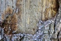 Weathered old cracked tree trunk macro Royalty Free Stock Photo