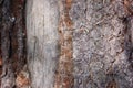Weathered old cracked tree trunk macro Royalty Free Stock Photo