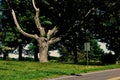 Ancient tree with scars and broken limbs