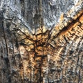 Weathered wood