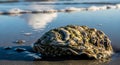 A weathered oyster shell rests on a sandy beach, with gentle waves lapping around it in the warm sunlight, symbolizing the beauty Royalty Free Stock Photo