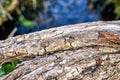 Weathered pale tree trunk with blurred water in the background