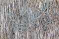 Weathered palm fronds on a palapa on a beach in Baja