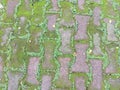 Weathered pavement tiles with full of moss and grass. Royalty Free Stock Photo