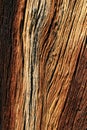 Weathered pine wood