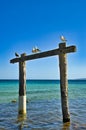 Weathered pole of an old jetty, with seagulls Royalty Free Stock Photo