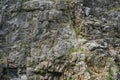 Weathered rock face texture in old stone pit with parts of green. Aged stone wall surface background pattern Royalty Free Stock Photo