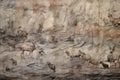 weathered rock surface with faded animal drawings