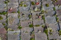 Weathered rooftop, asphalt shingles covered with green moss, lichen, and fall leaves and debris Royalty Free Stock Photo