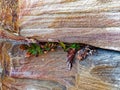 Weathered Sandstone Natural Rock Wall