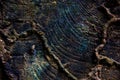 Weathered stump wood texture background