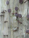 Weathered Telephone Pole with Rusted Nails and Staples Royalty Free Stock Photo