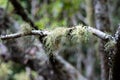 Mossy Clusters of Usnea on Weathered Tree Branches Royalty Free Stock Photo