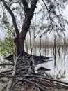 Weathered tree roots extend toward a flooded forest of skeletal trunks reflecting on the calm, murky surface of the water. Royalty Free Stock Photo