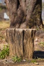 Weathered Tree Stump in a Natural Setting Royalty Free Stock Photo