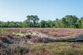 Weathered tree trunk fallen in the flowering heather