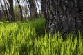 Weathered Tree Trunk With a Green Grass Backdrop Royalty Free Stock Photo
