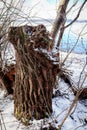 Weathered tree trunk on lake shore Royalty Free Stock Photo