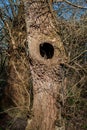 Weathered tree trunk with a natural hollow and leafless branches Royalty Free Stock Photo