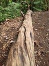 Fallen tree trunks and puddles in the forest Royalty Free Stock Photo