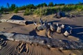 Weathered tree trunks and wooden beams along the lake Michigan shoreline in Manistique