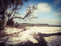 Weathered trees