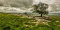 Weathered trees on a rocky limestone pavement Royalty Free Stock Photo