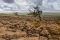 Pair of weathered hawthorn trees on a limestone pavement with sweeping views of the Yorkshire moors Royalty Free Stock Photo