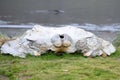 Whale Bone lying on beach in Grytviken, South Georgia Royalty Free Stock Photo