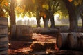 weathered wine barrels in a sunlit vineyard