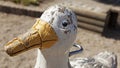 A weathered wood duck on playground close-up