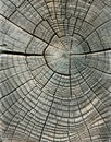 Weathered wood grain Royalty Free Stock Photo