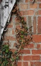Weathered wood with ivy and brick wall Royalty Free Stock Photo