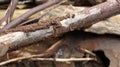 Weathered wood on land that is eaten by termites Royalty Free Stock Photo