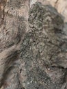 Extreme Closeup of Weathered Wood Texture with Deep Cracks and Dark Spots Royalty Free Stock Photo